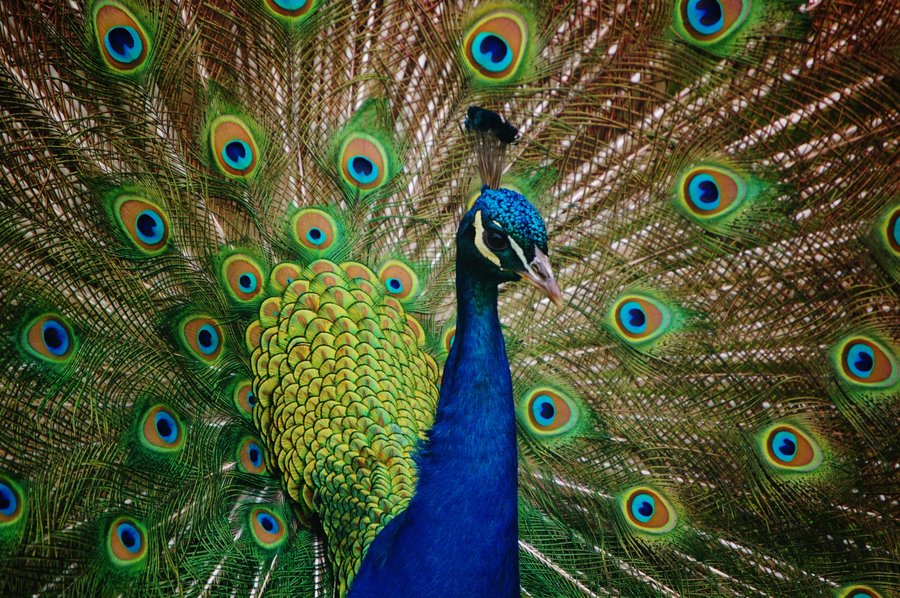 4 Fascinating Facts About Peacocks